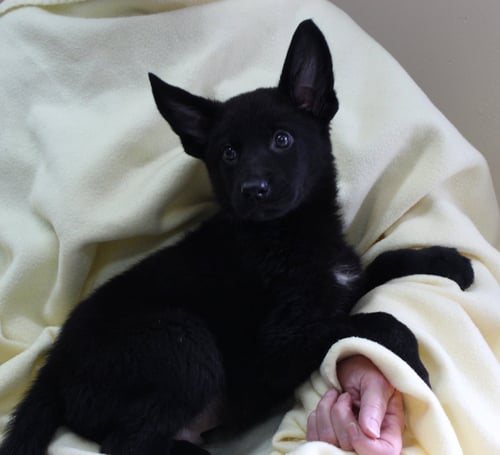 GRIZZLY 44003 - Shepherd available for adoption