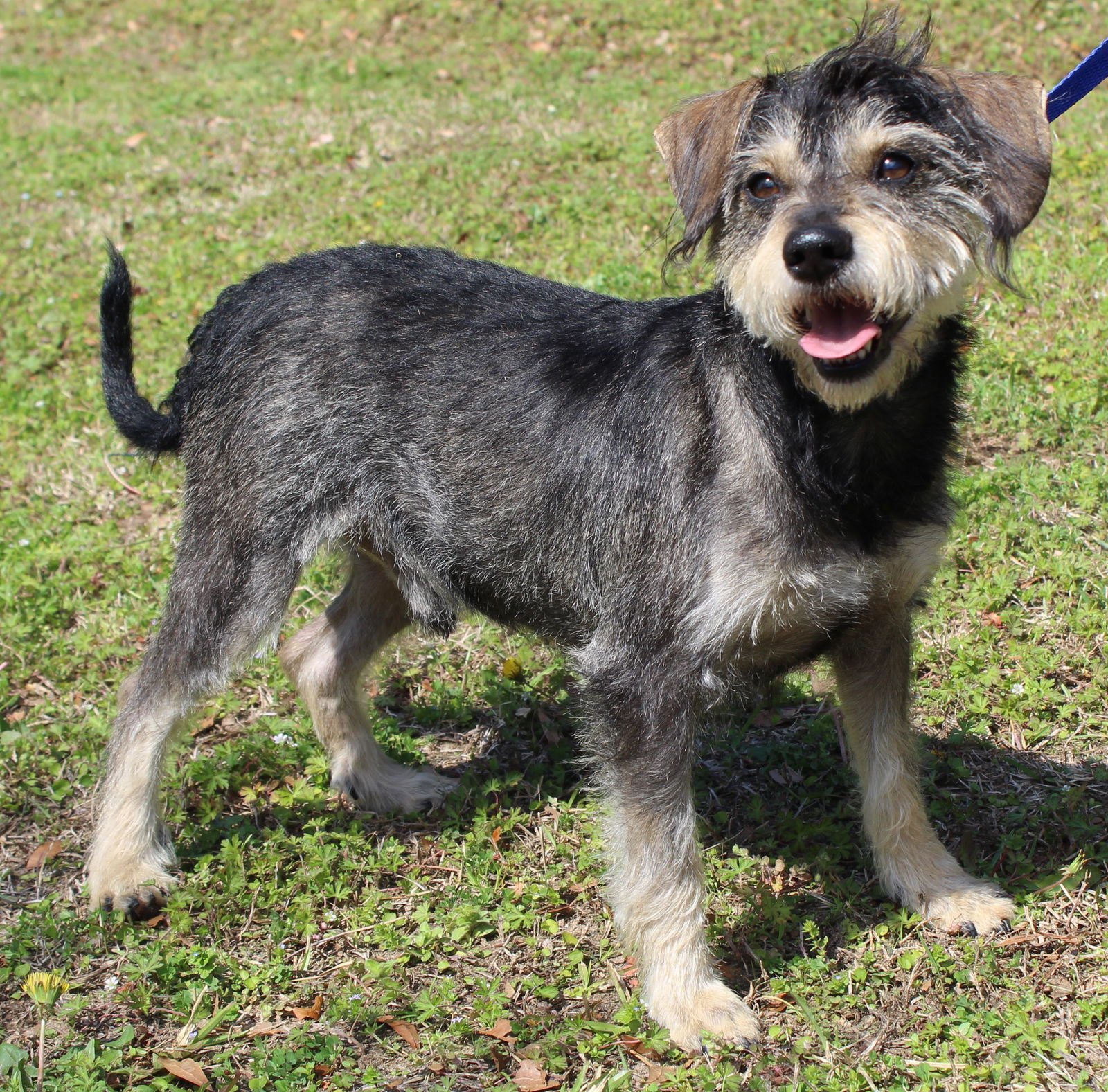WD (WINN DIXIE) 43176 - Terrier available for adoption