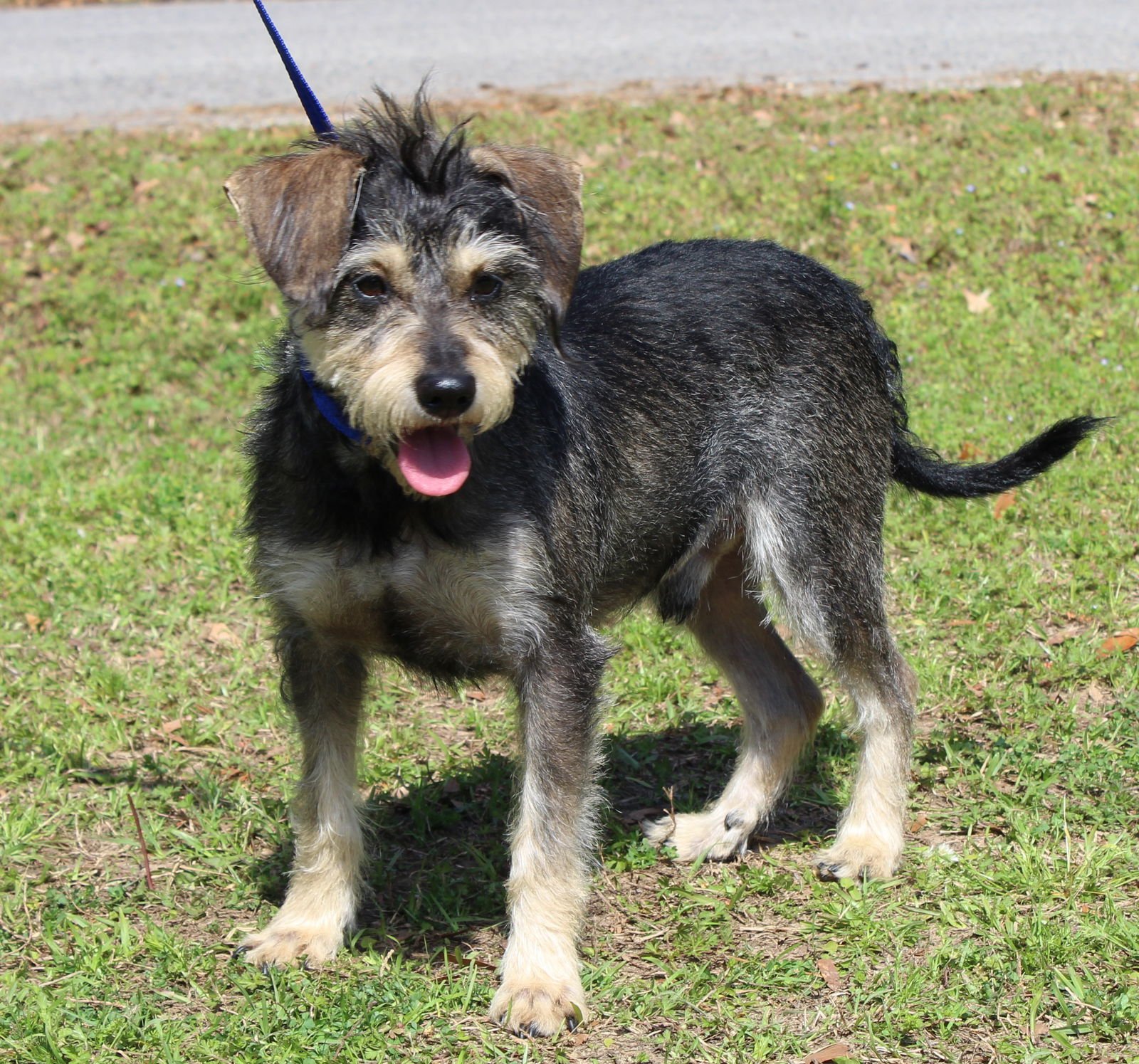 WD (WINN DIXIE) 43176 - Terrier available for adoption