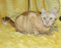 Betty - 44070 - Photo 2