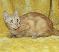 Betty - 44070 - Photo 3