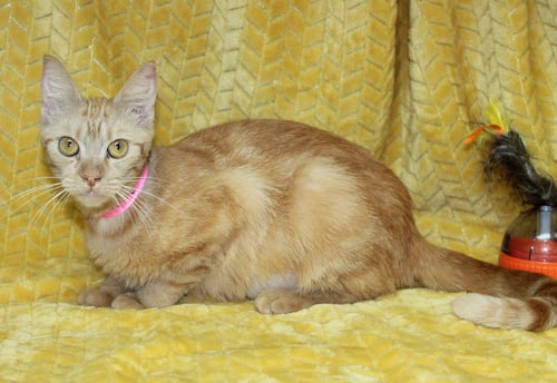 BETTY - 44070 - Domestic Short Hair for adoption in Montgomery
