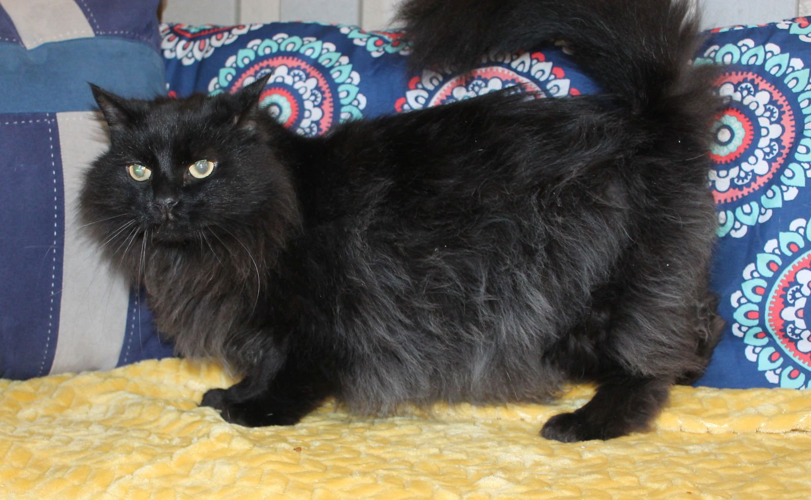 SHADOW - 43153 - Domestic Long Hair available for adoption