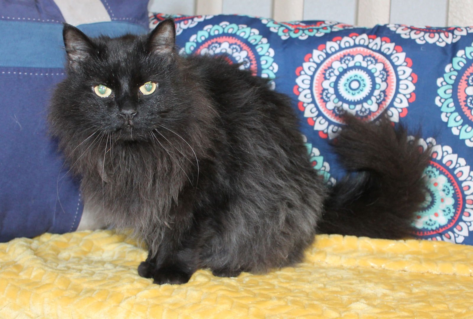 SHADOW - 43153 - Domestic Long Hair available for adoption