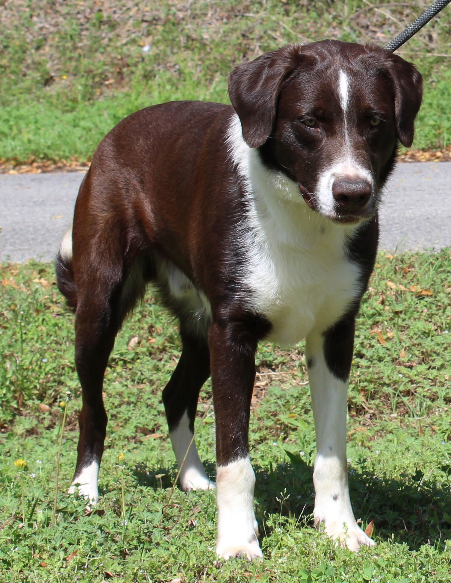 RED 43277 - Retriever / Border Collie available for adoption