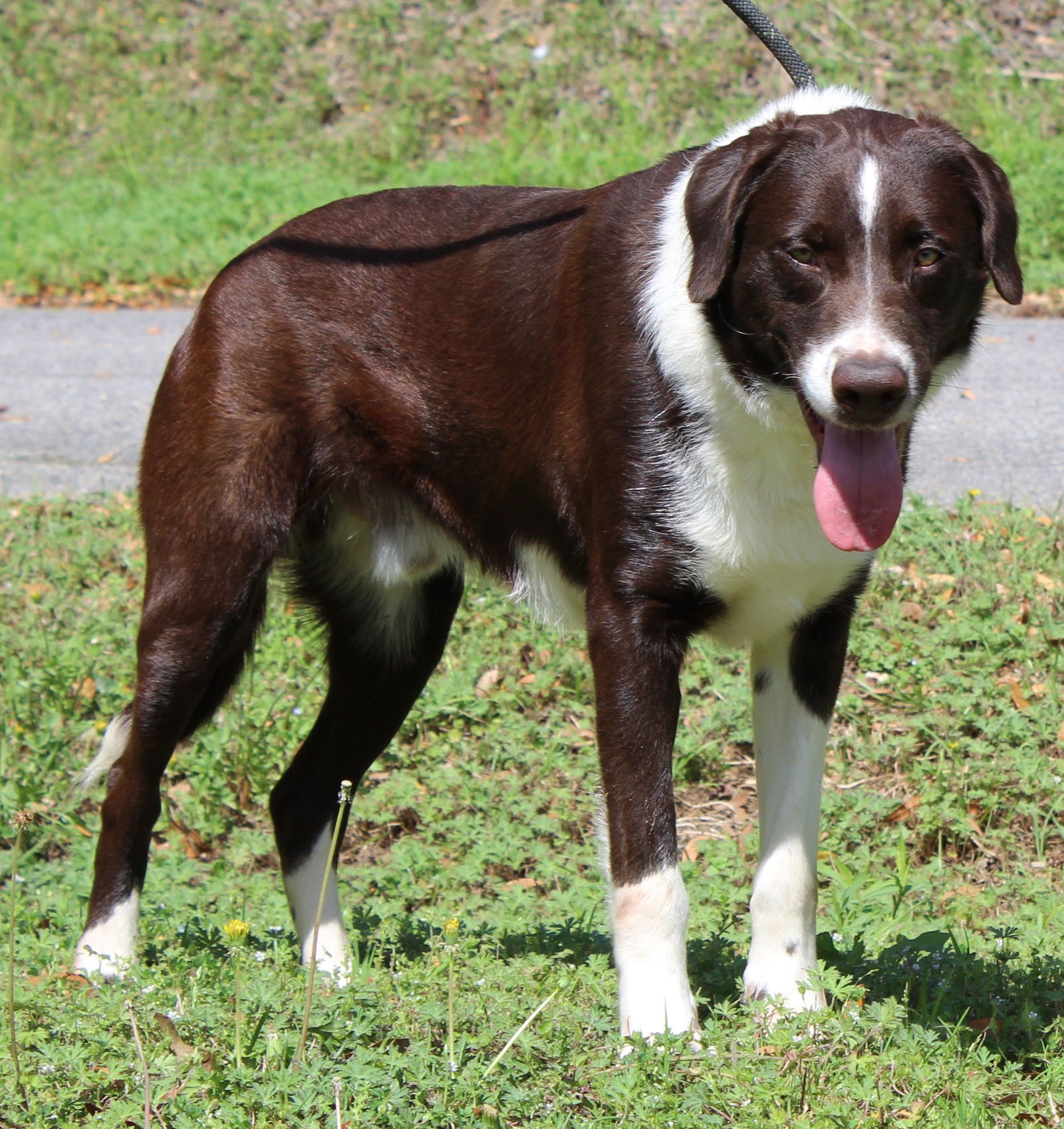 RED 43277 - Retriever / Border Collie available for adoption