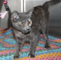 Olive - 43487 - Photo 1
