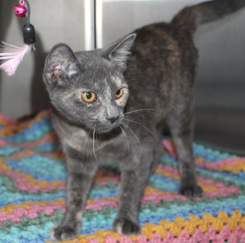 OLIVE - 43487 - Domestic Short Hair / Calico for adoption in Montgomery