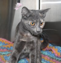 Olive - 43487 - Photo 2