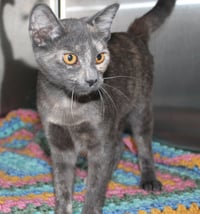 Olive - 43487 - Photo 3