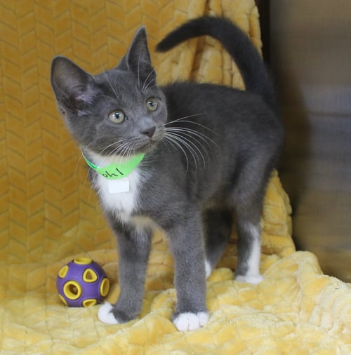KOHL - 43700 - Domestic Short Hair for adoption in Montgomery