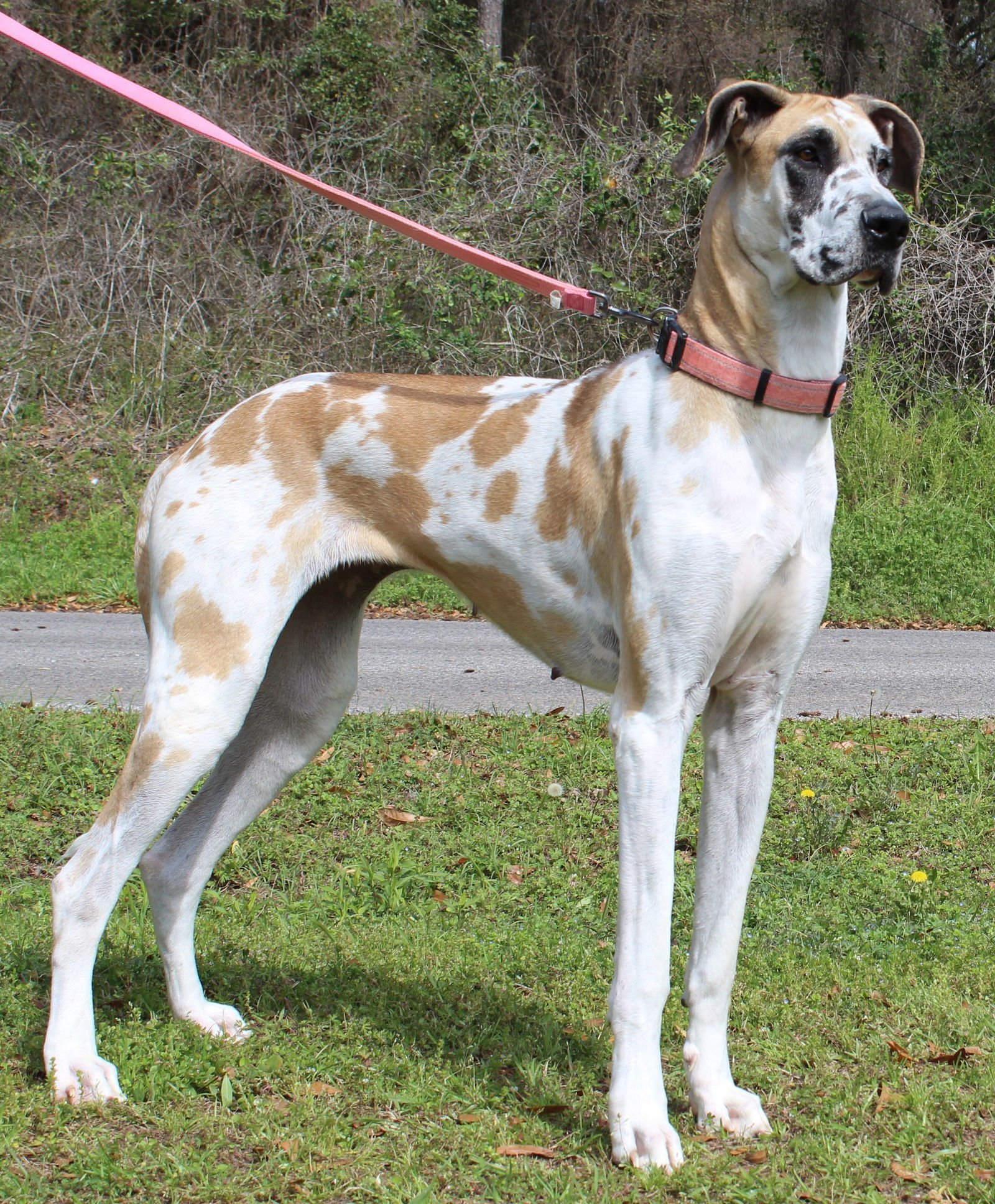 DAISY 43237 - Great Dane available for adoption