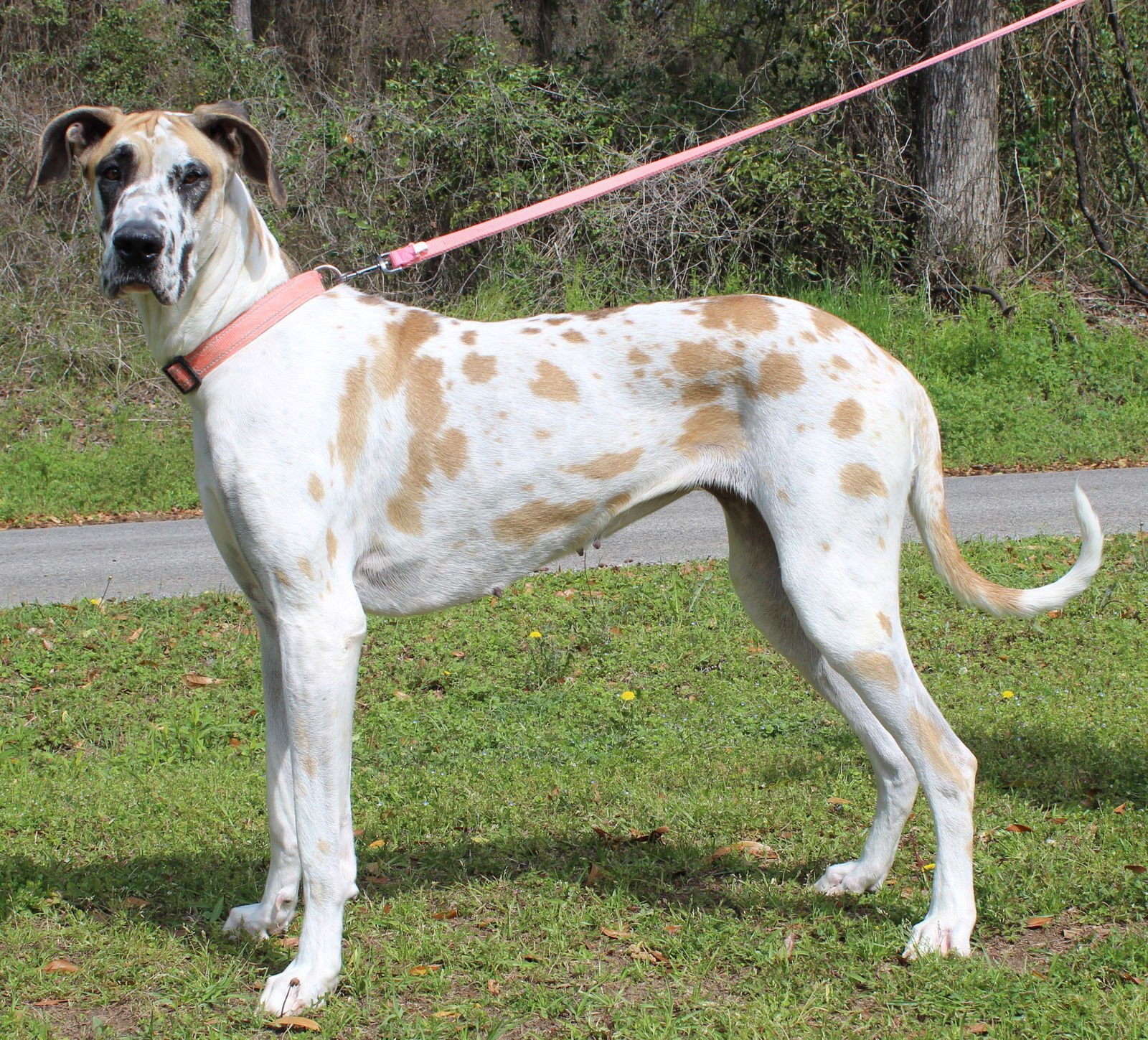 DAISY 43237 - Great Dane available for adoption