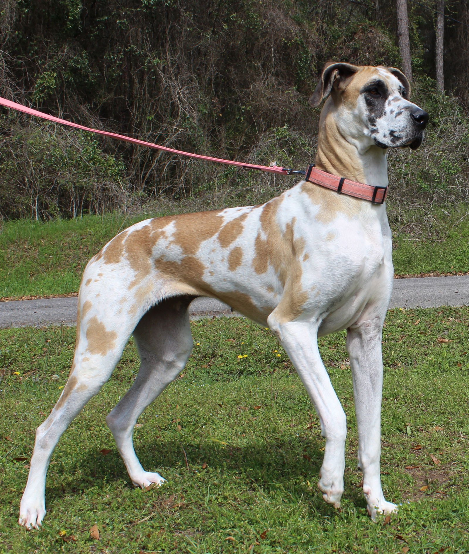 Daisy 43237 - Photo 4