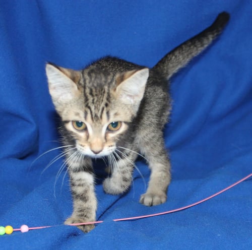 PARKER - 43923 - Domestic Short Hair / Tabby available for adoption