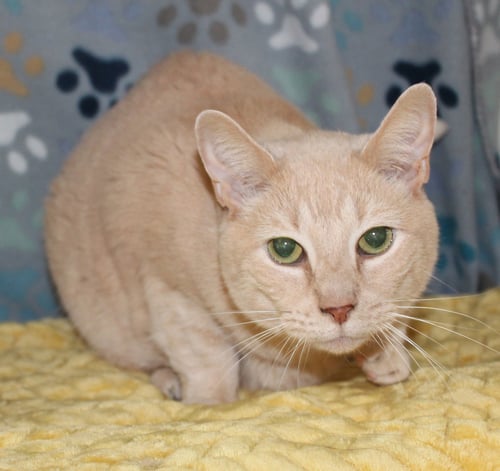 CUDDLE-BUG - 43408 - Domestic Short Hair / Tabby for adoption in Montgomery