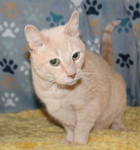 Cuddle-Bug - 43408 - Photo 3