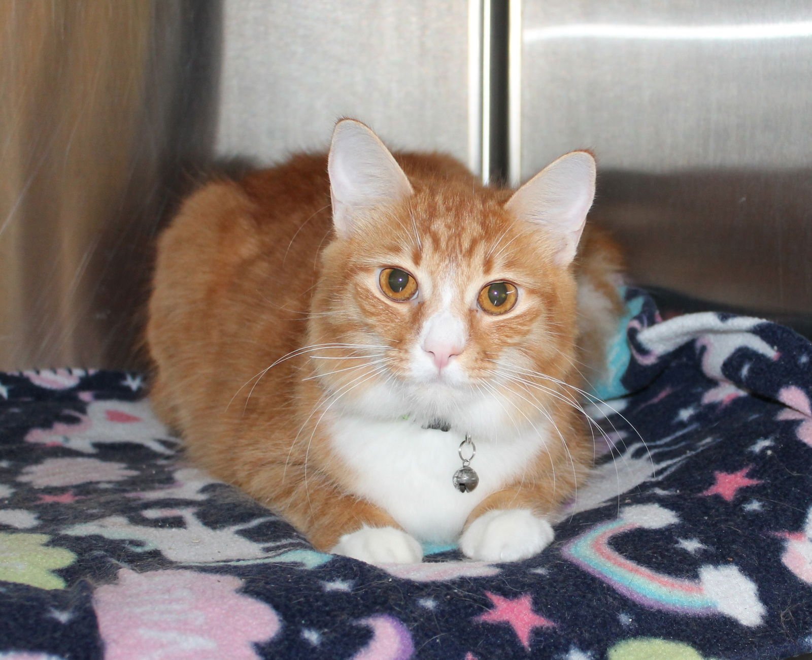 SHEBO - 43209 - Domestic Medium Hair / Tabby for adoption in Montgomery