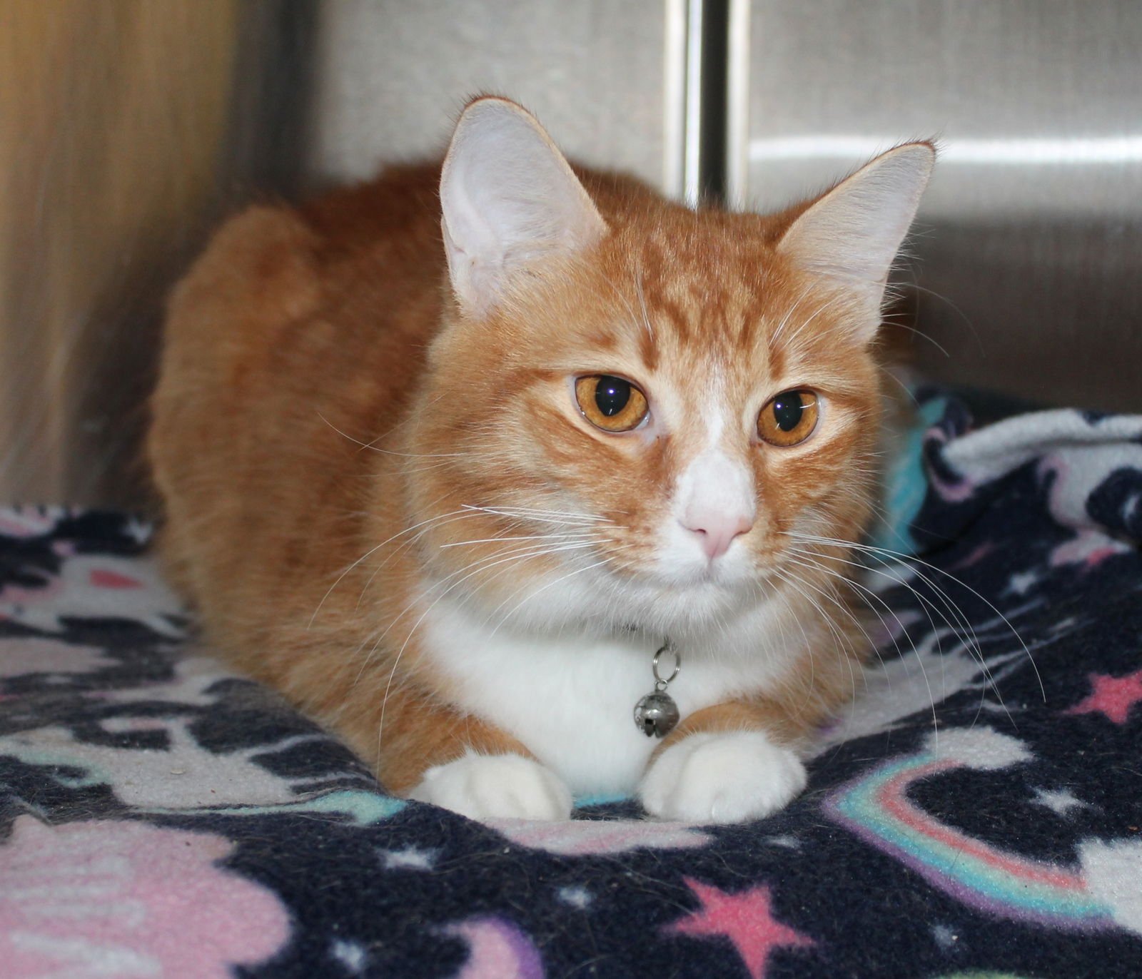 Shebo - 43209 - Photo 2