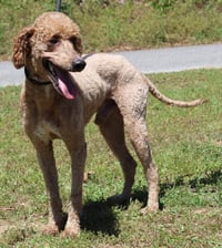 Cooper 43393 - Photo 1