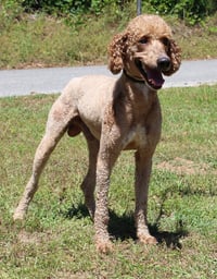 Cooper 43393 - Photo 4