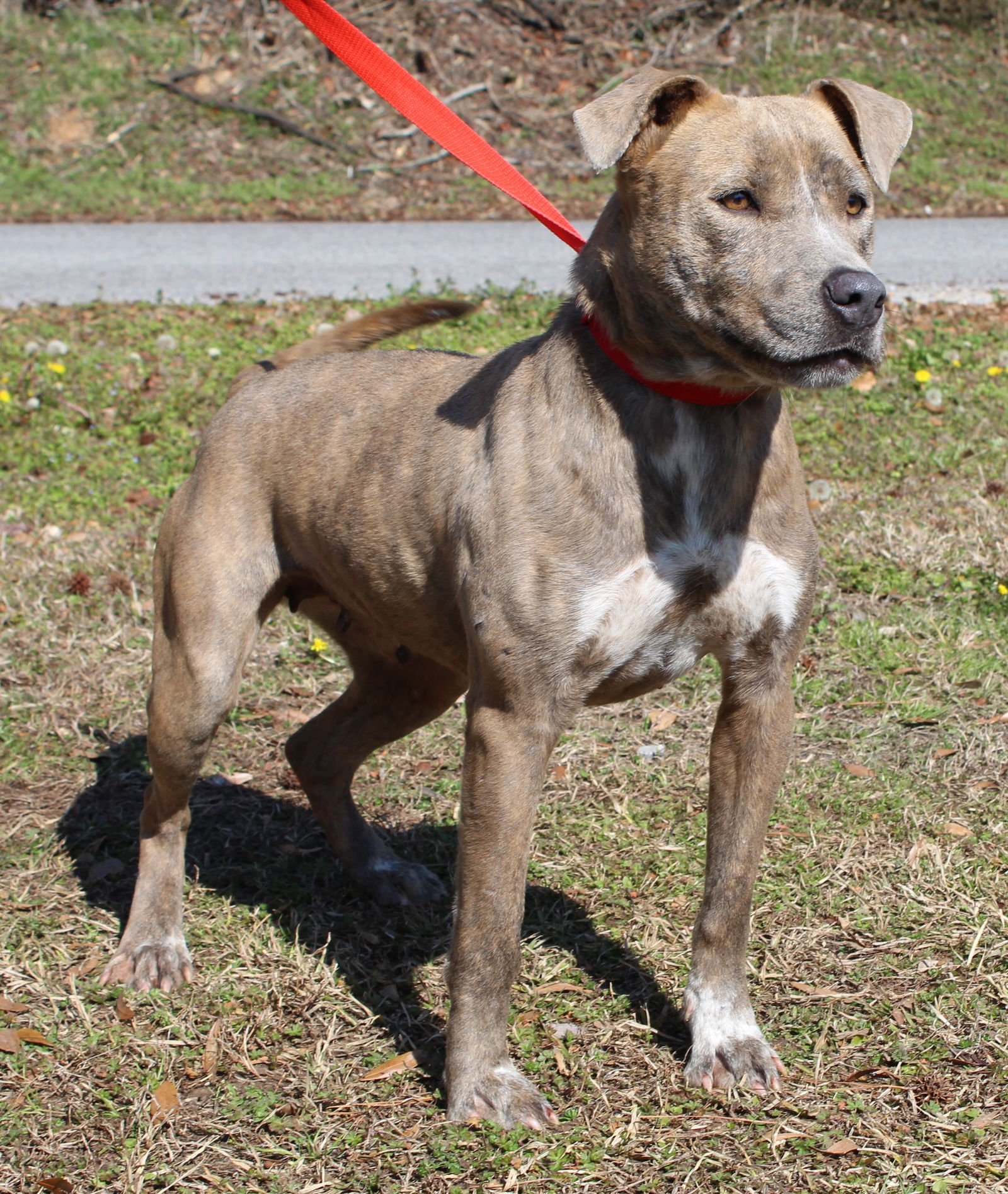 ABIGAIL 43084 - Pit Bull Terrier / Mountain Cur available for adoption