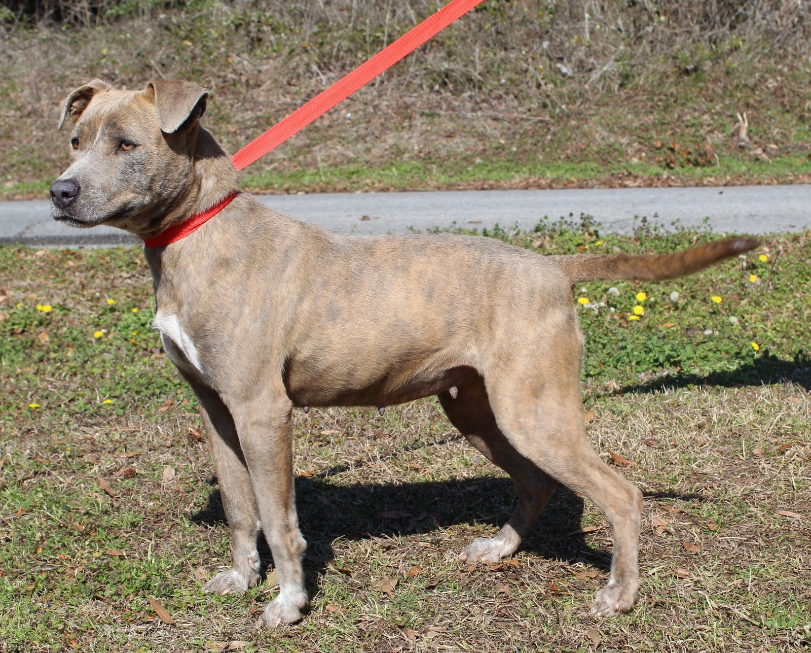 ABIGAIL 43084 - Pit Bull Terrier / Mountain Cur available for adoption