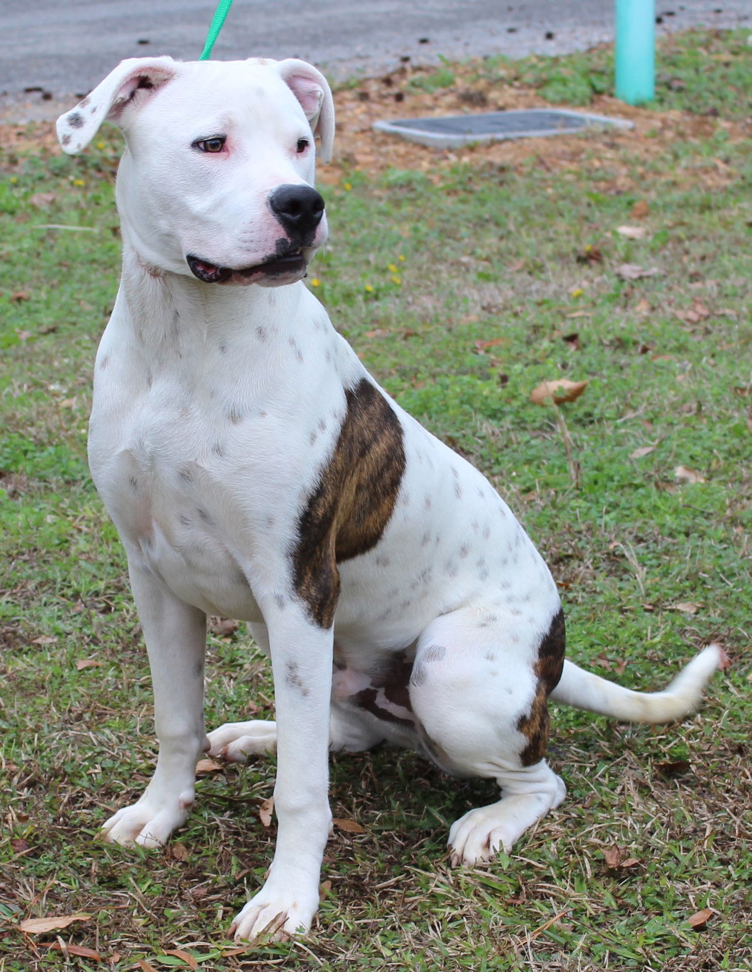 LOUIE 42529 - American Bulldog available for adoption