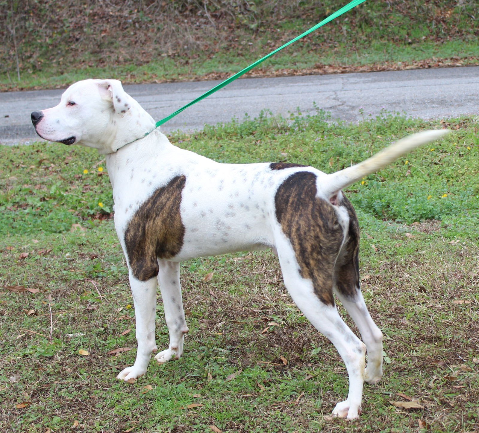 LOUIE 42529 - American Bulldog available for adoption