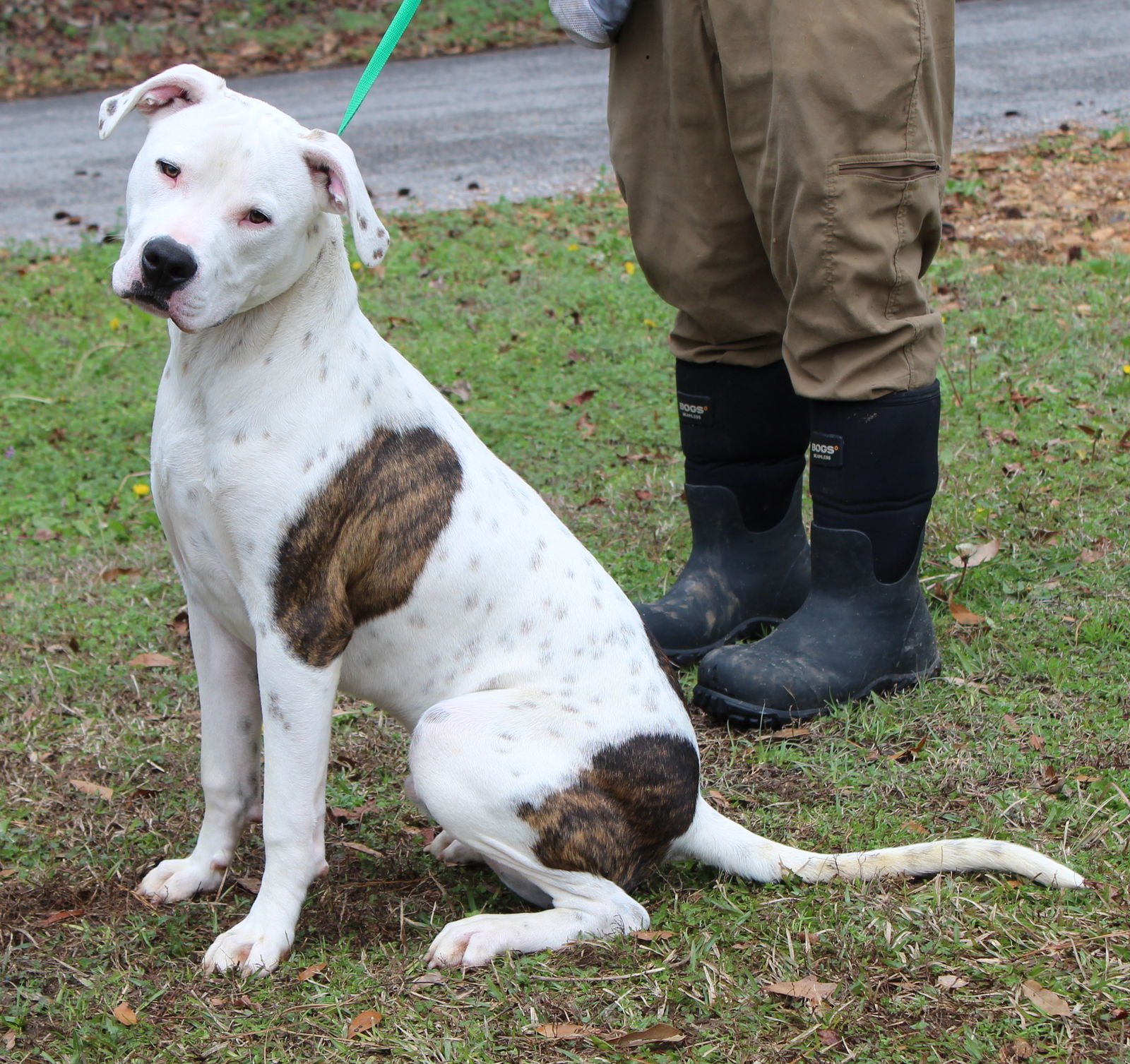 Louie 42529 - Photo 3