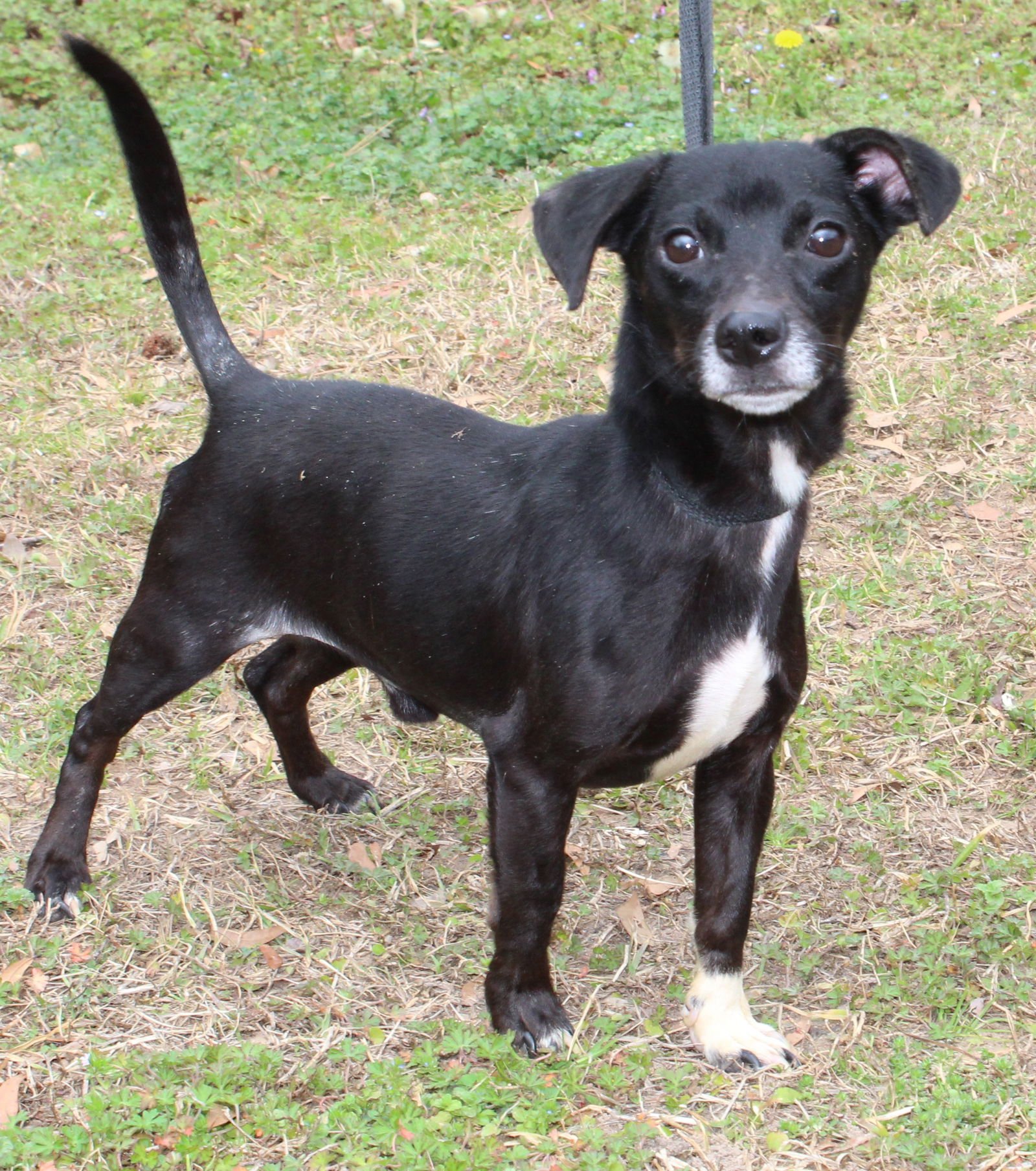 ISAAC 43111 - Chihuahua available for adoption