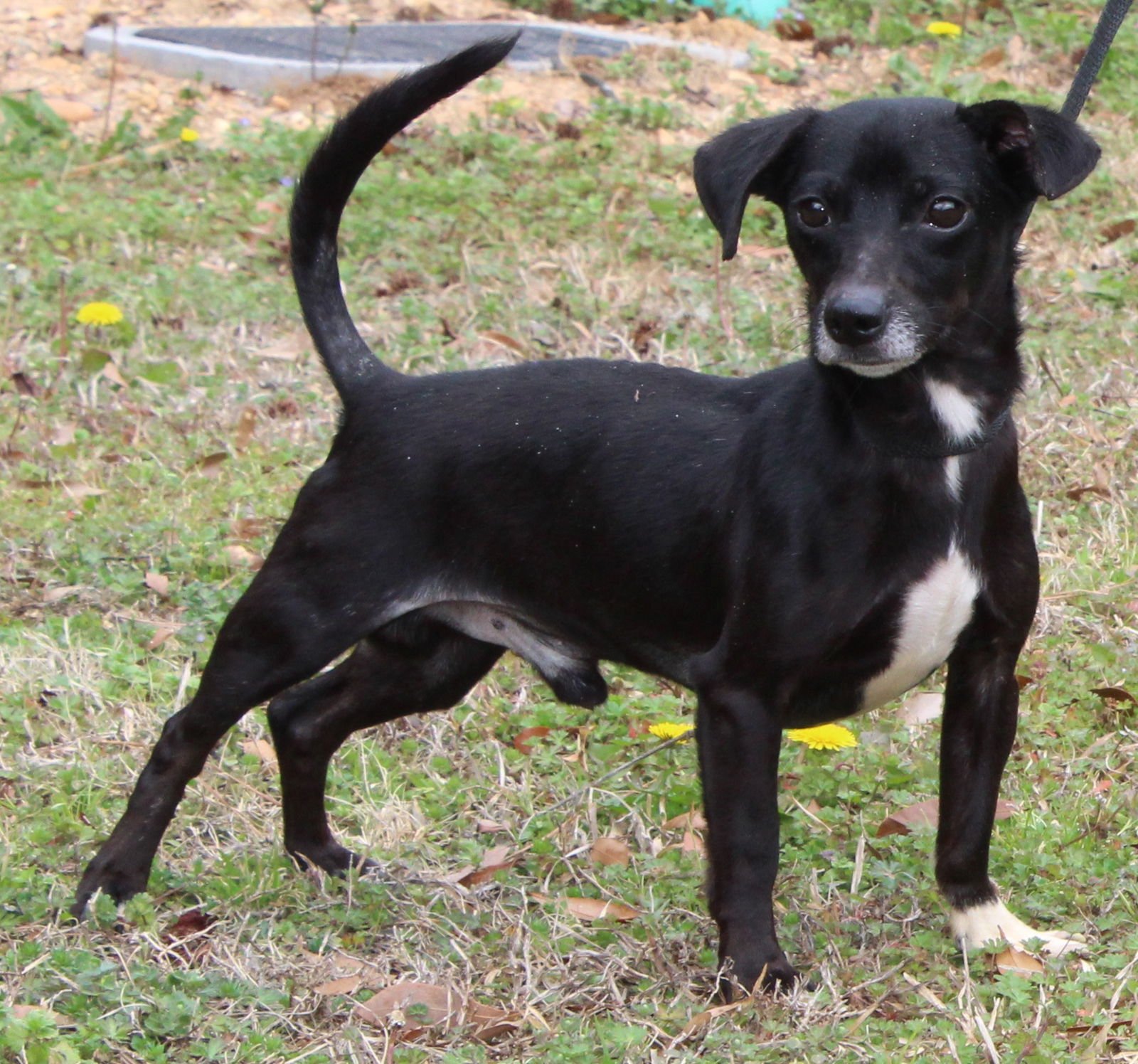 ISAAC 43111 - Chihuahua available for adoption