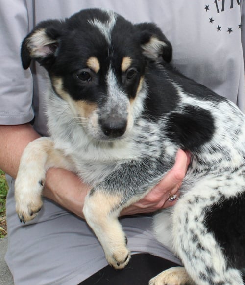 ZOEY 43387 - Australian Cattle Dog/Blue Heeler available for adoption