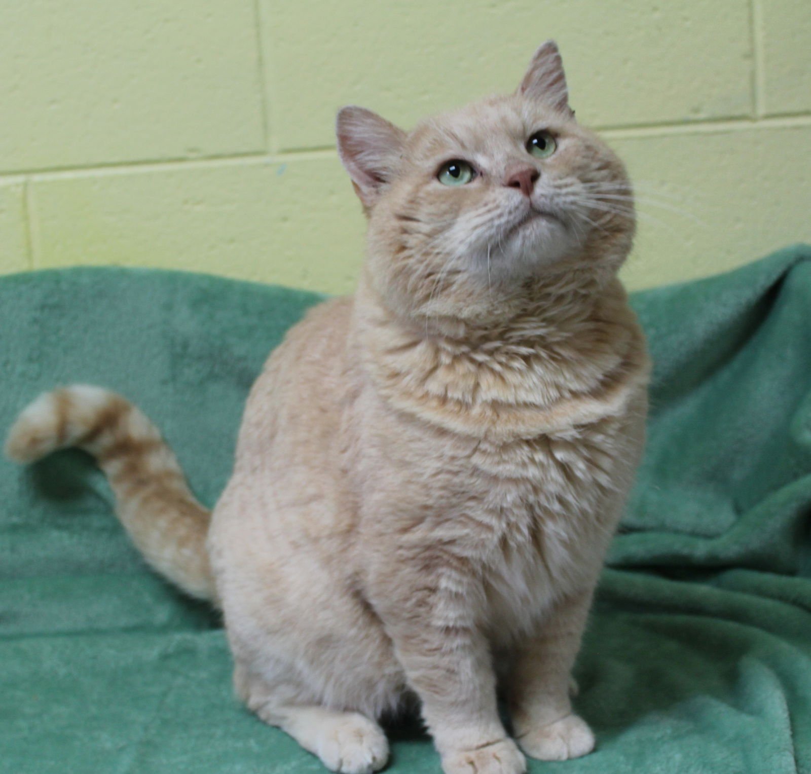 DAVIDSON - 42964 - Domestic Medium Hair / Tabby available for adoption