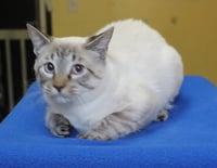 Forrester - 43329 - Photo 1