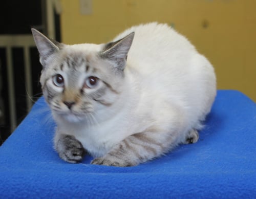 FORRESTER - 43329 - Siamese available for adoption