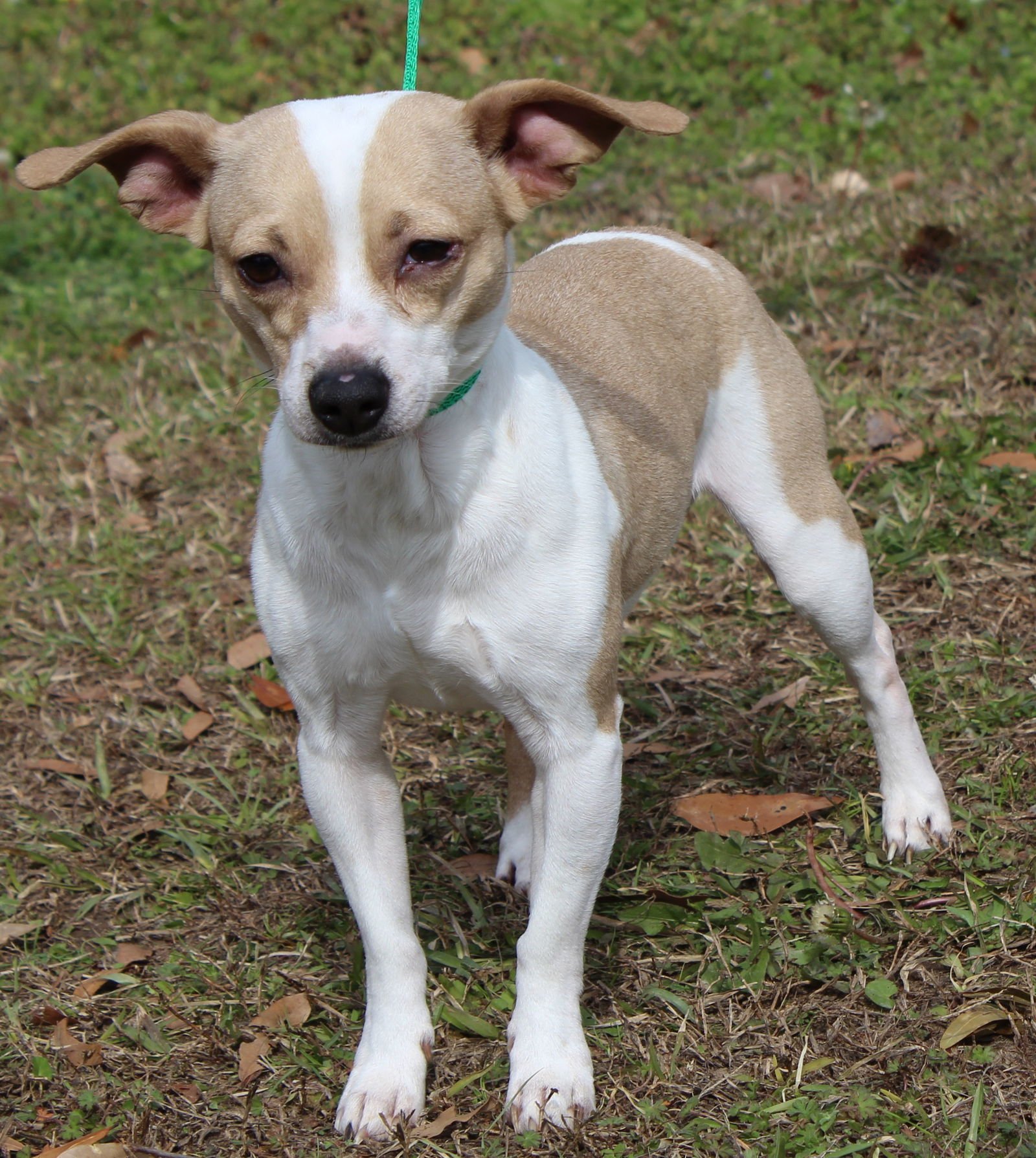 TINY 43014 - Chihuahua / Dachshund available for adoption