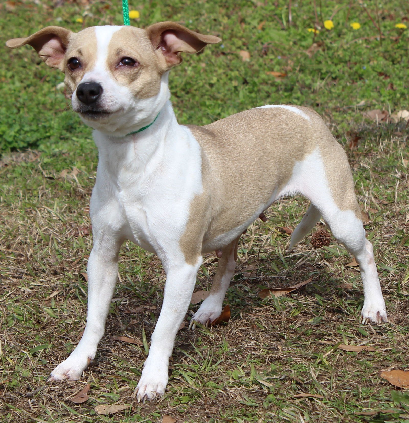 TINY 43014 - Chihuahua / Dachshund available for adoption