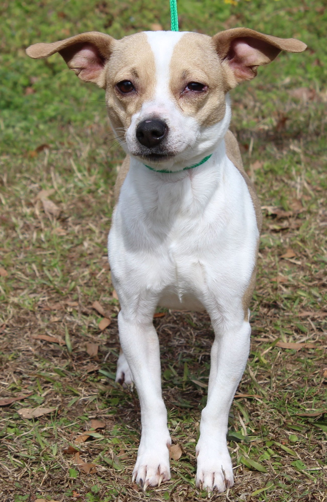 Tiny 43014 - Photo 4