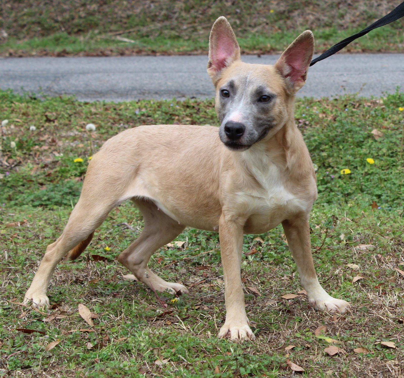 Anna 43081 - Photo 3