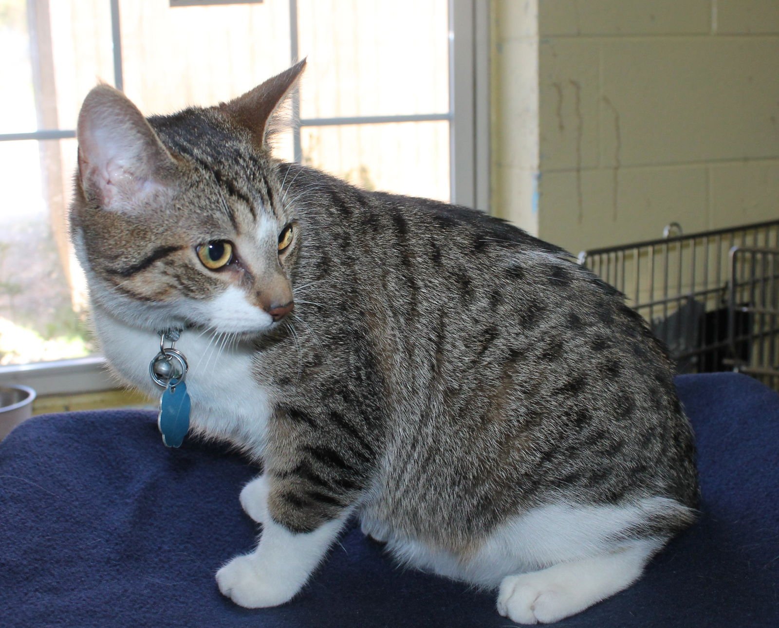 HUNTER - 43282 - Domestic Short Hair / Tabby available for adoption