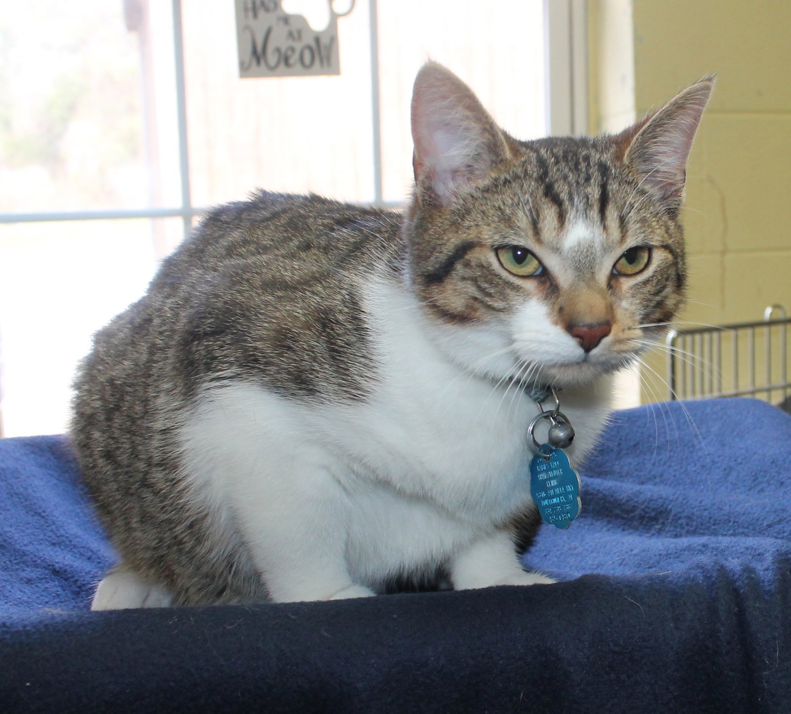 HUNTER - 43282 - Domestic Short Hair / Tabby available for adoption