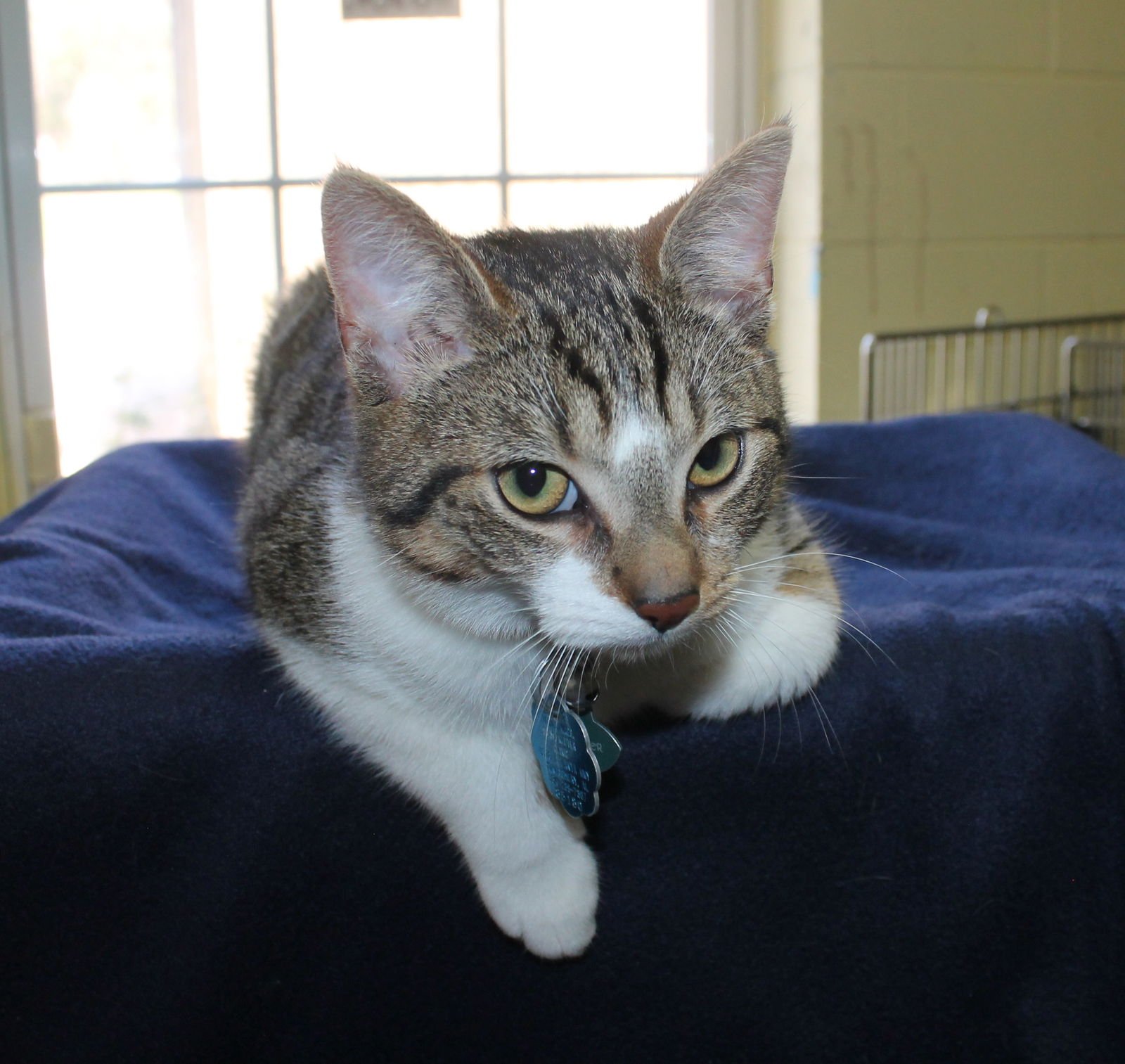 Hunter - 43282 - Photo 3