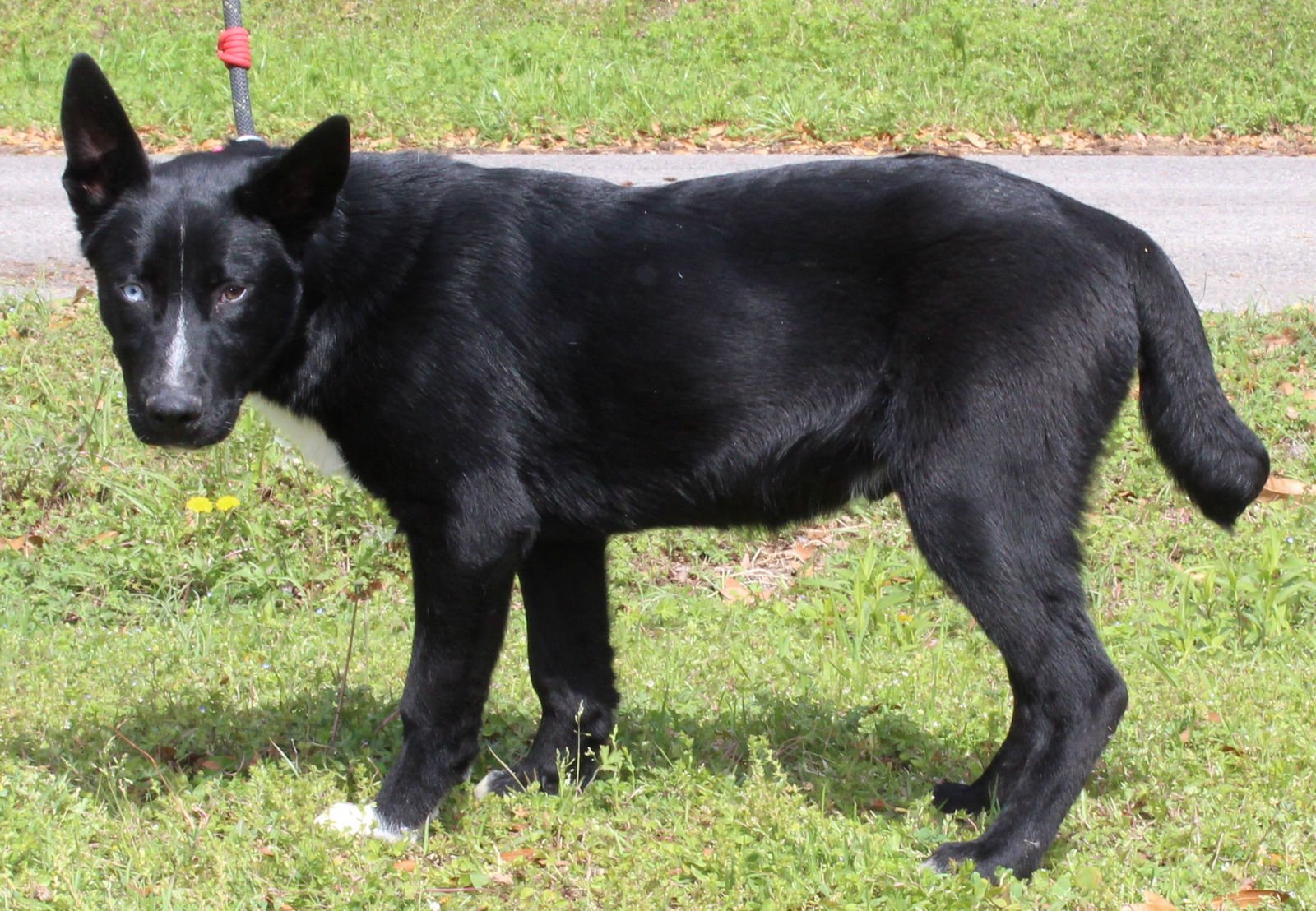 Skunk 43303 - Photo 4