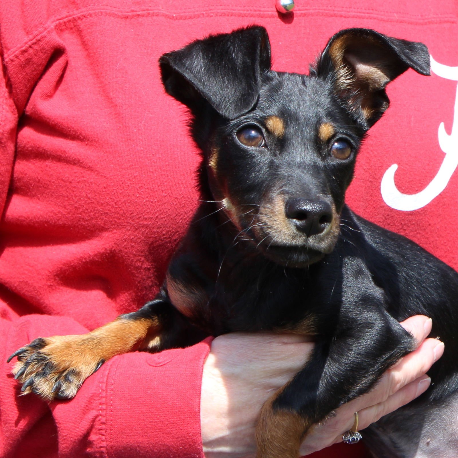 MIKEY 43211 - Chihuahua / Dachshund available for adoption