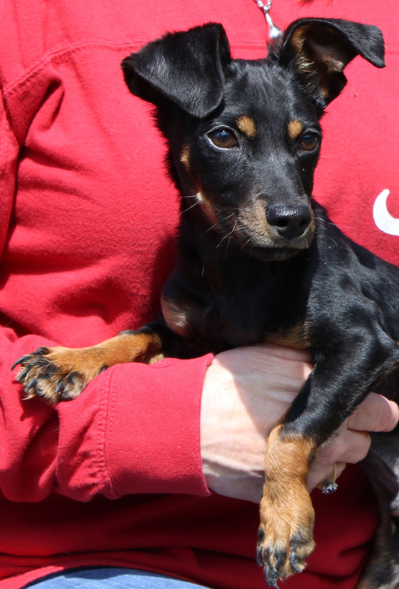 Mikey 43211 - Photo 3