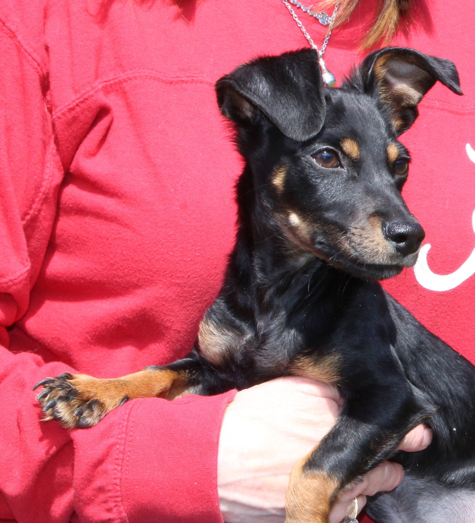 Mikey 43211 - Photo 4