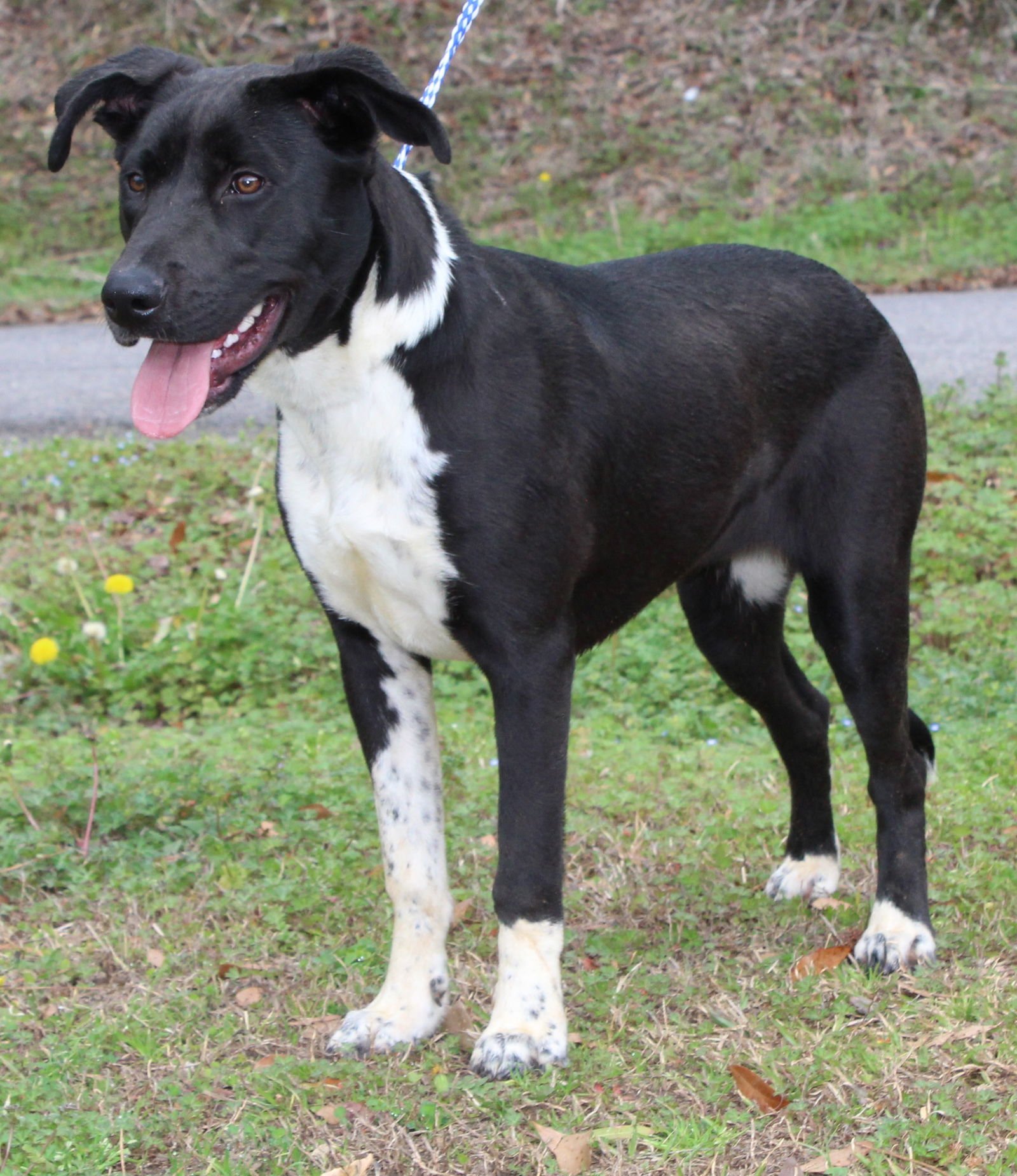 OREA 43163 - Labrador Retriever for adoption in Montgomery