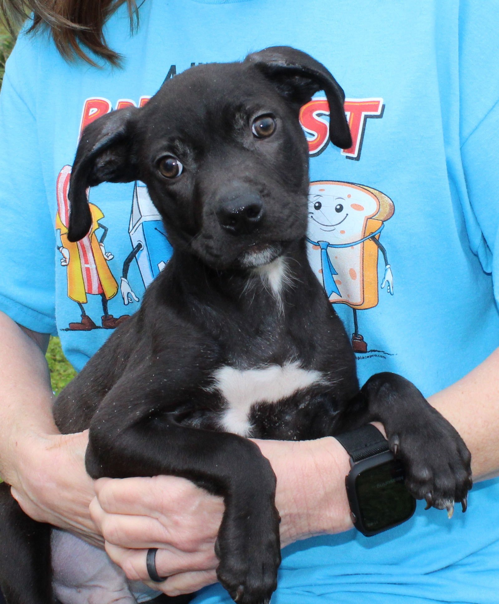 MILLER 43157 - Black Labrador Retriever / Terrier available for adoption