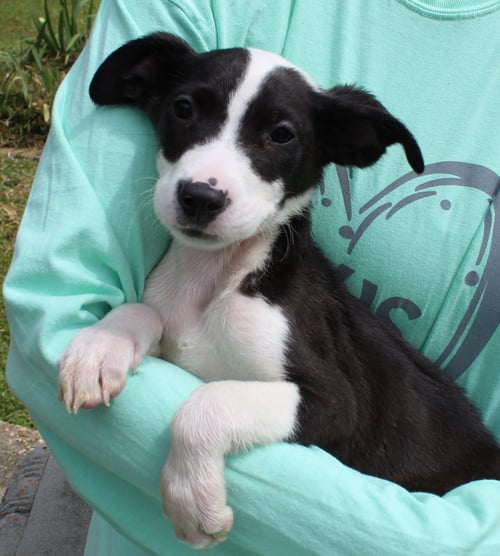 JASPER 43315 - Labrador Retriever / Catahoula Leopard Dog available for adoption